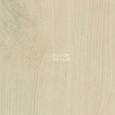 Ламинат Haro Daily Edition 8 mm 541347 Дуб Альта Светло-Кремовый фото 1 | FLOORDEALER